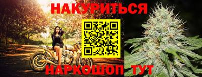 сатива Гай